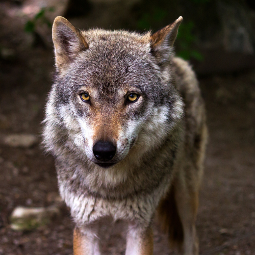 Informacja nt. wilków blisko domostw