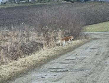pies na poboczu drogi